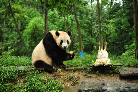 panda bear birthday